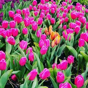 Meet your Posher, Marisha